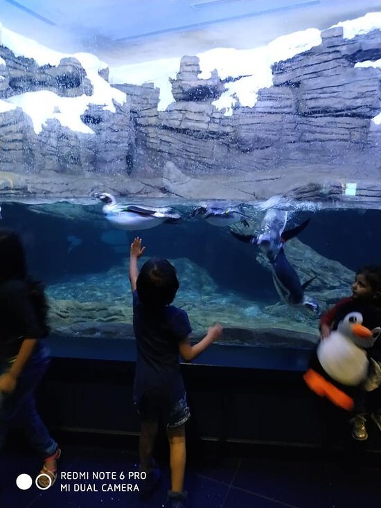 Visitor watching penguins beside a white layered rock habitat at Fakieh Aquarium, Saudi Arabia