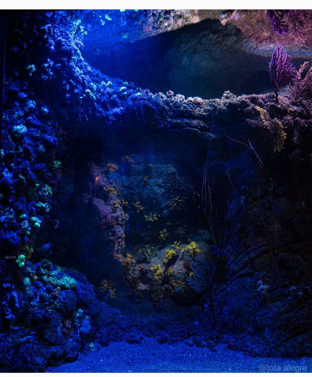 Deep blue underwater cave with coral detail at Oceanogràfic Valencia